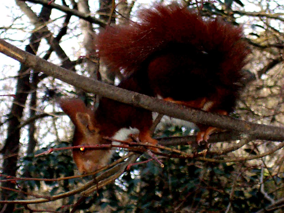 Sciurus vulagaris - the red squirrel in Valladolid