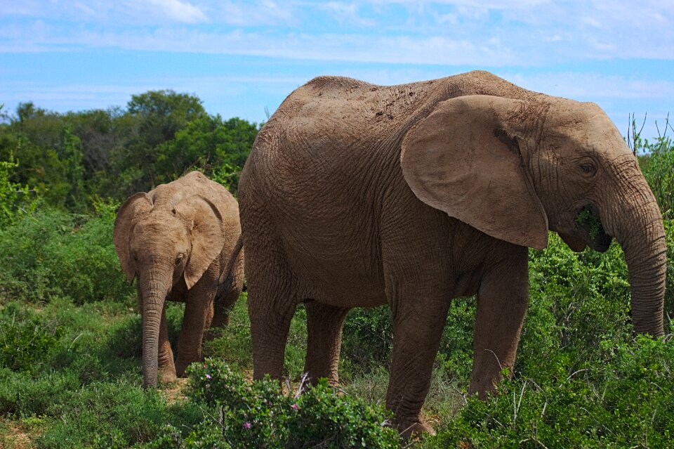 Animal addo national