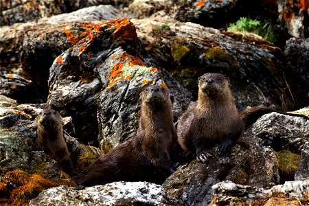 American River Otters at Picnic Springs on Culver Pond at the Red Rock Lakes National Wildlife Refuge.
Credit: James "Newt" Perdue / USFWS

Photo Contest Entry #132