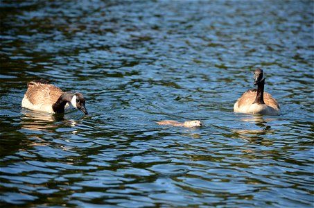 Branta canadensis and Lutra canadensis