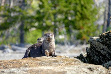 River otters photo