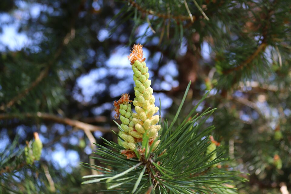 Pine cones young spring