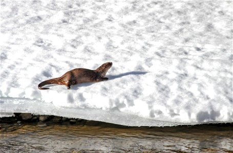 River otter photo
