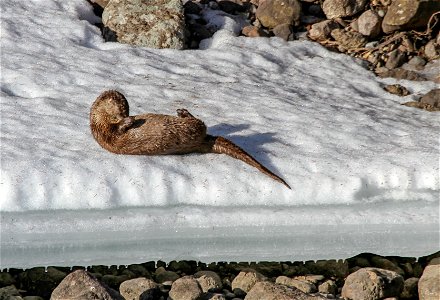 River otter photo