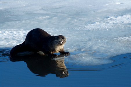 An otter feeds on a fish it captured on Flat Creek.

Credit: Mike Nordell, National Elk Refuge winter naturalist