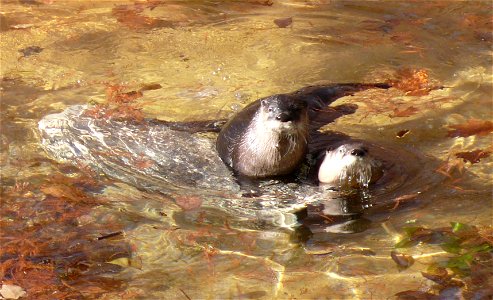 North American River Otter (Lontra canadensis) photo