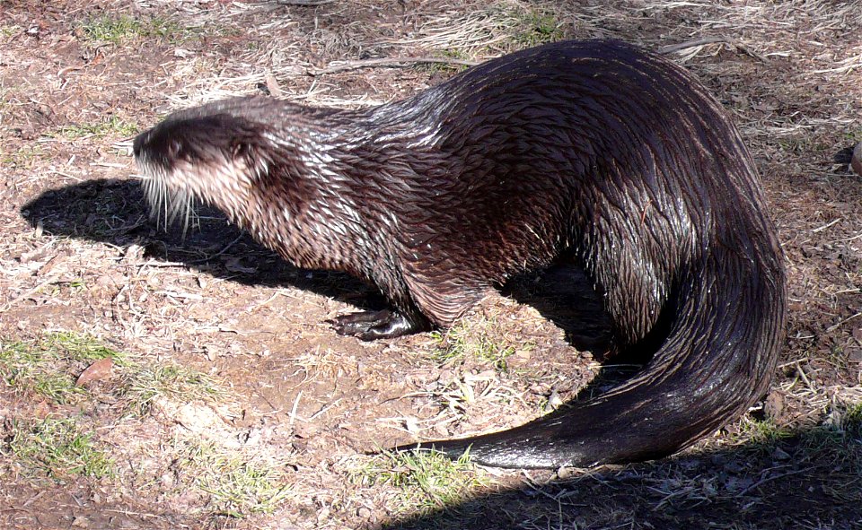 Northern River Otter (Lontra canadensis)