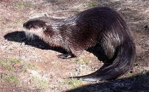 Northern River Otter (Lontra canadensis) photo