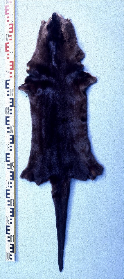 River Otter fur skin(Lutra (Lontra) canadensis. Fur skin collection, Bundes-Pelzfachschule, Frankfurt/Main, Germany