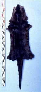 River Otter fur skin(Lutra (Lontra) canadensis. Fur skin collection, Bundes-Pelzfachschule, Frankfurt/Main, Germany photo