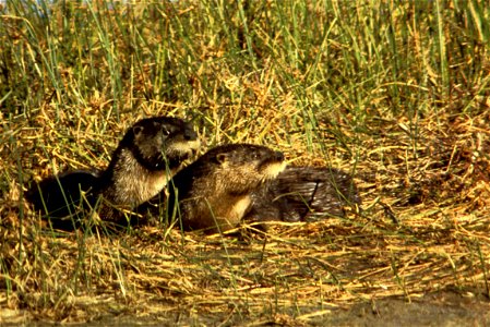 River Otters photo