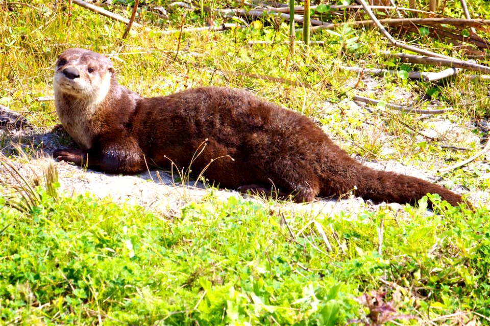 North American River Otter (Lontra canadensis)  at Pelican Island National Wildlife Refuge

Credit: Keenan Adams (USFWS)