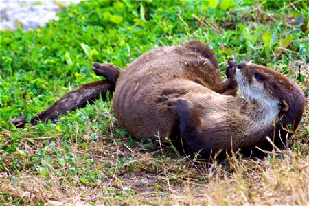 North American River Otter (Lontra canadensis)  at Pelican Island National Wildlife Refuge

Credit: Keenan Adams (USFWS)