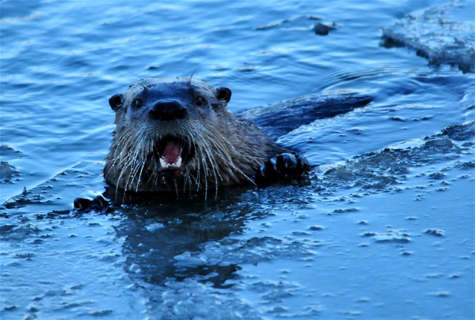 Photo: Tom Koerner/USFWS