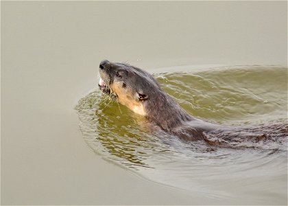 Glimpse of the Ghost Northern river otters are not common on Seedskadee NWR, but they aren't extremely rare either. Our estimate is that we have around 25 river otters on Seedskadee NWR, so there are photo