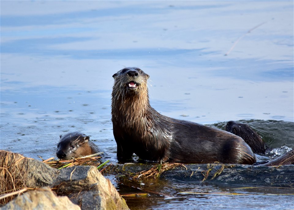 The first northern river otters were spotted on Seedskadee NWR over two decades ago.  Since then, their population has slowly expanded.  They can disappear under the water quickly if they see or hear 