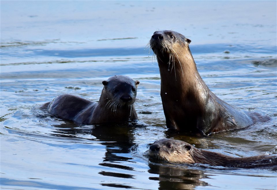 Photo: Tom Koerner/USFWS