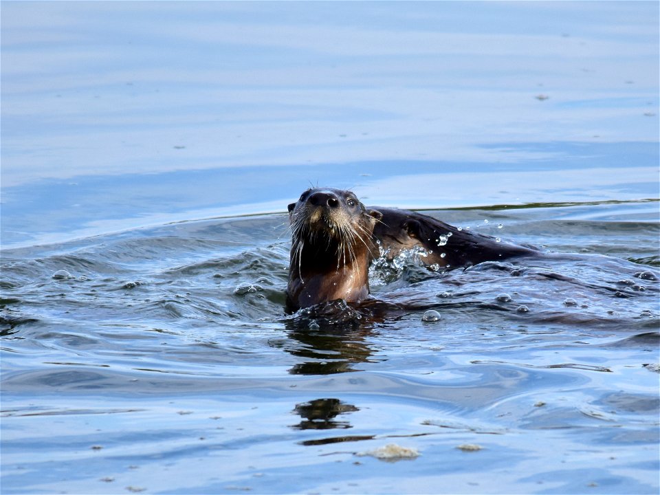 The first northern river otters were spotted on Seedskadee NWR over two decades ago.  Since then, their population has slowly expanded.  They can disappear under the water quickly if they see or hear 