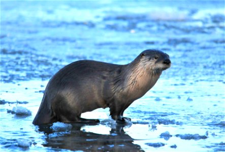 River otters were first reported on Seedskadee NWR two decades ago.  Since then, their numbers have slowly increased.  This river otter was spotted diving through a hole in the ice on the Green River 