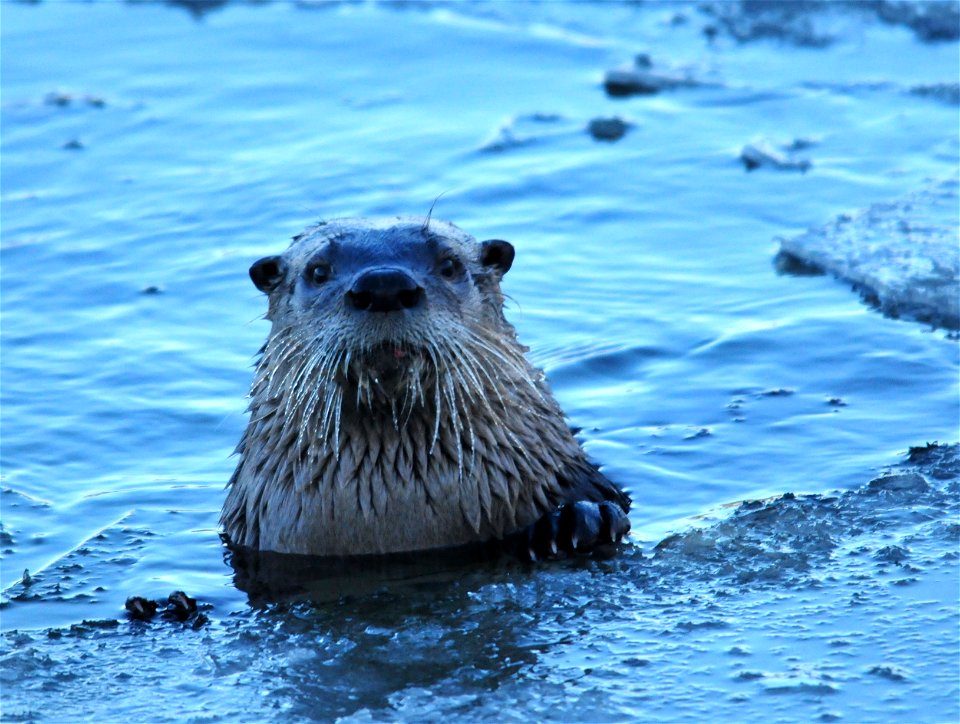 Photo: Tom Koerner/USFWS