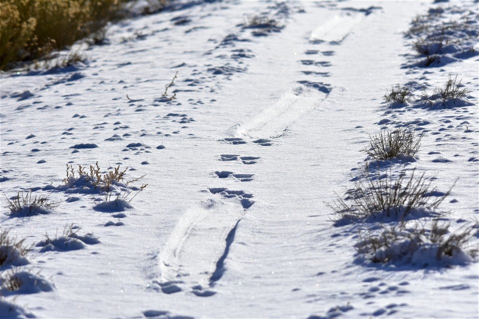 Tracks of a Northern river otter, hop, hop, slide, hop, hop, hop, slide.  Photo: Tom Koerner/USFWS

<a href="https://www.facebook.com/Seedskadee/" rel="nofollow">www.facebook.com/Seedskadee/<