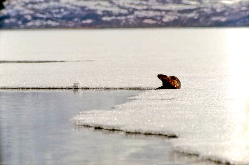 Otter on Karluk Lake, Kodiak National Wildlife Refuge