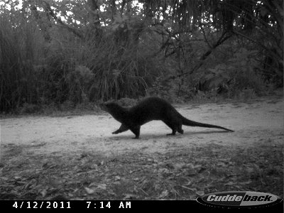 J.N. Ding Darling National Wildlife Refuge, FL

Camera trap photo: USFWS