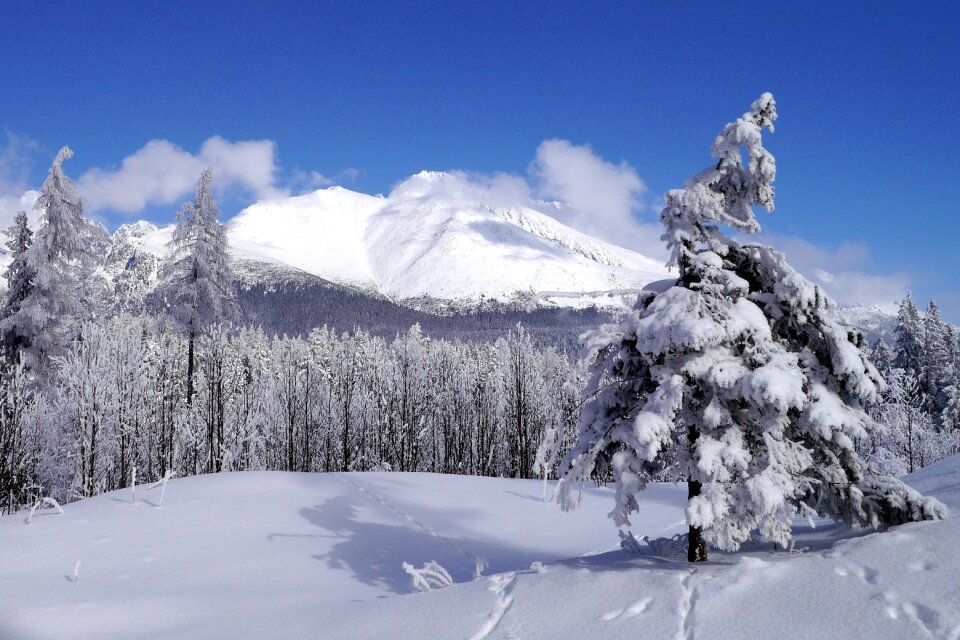 Nature forest tatry photo