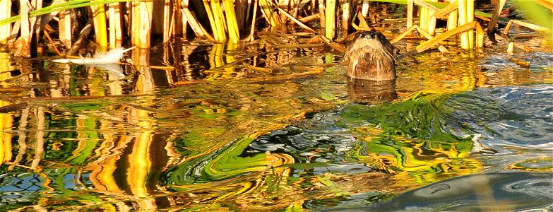 A river otter pauses while hunting refuge wetlands for a meal. Fish make up a large part of their diet, however they consume a large amount of crayfish on Seedskadee NWR. First spotted on the refuge photo