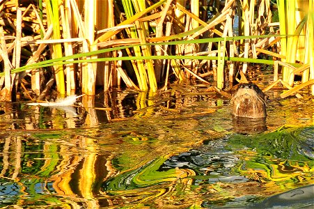 A river otter pauses while hunting refuge wetlands for a meal. Fish make up a large part of their diet, however they consume a large amount of crayfish on Seedskadee NWR. First spotted on the refuge photo