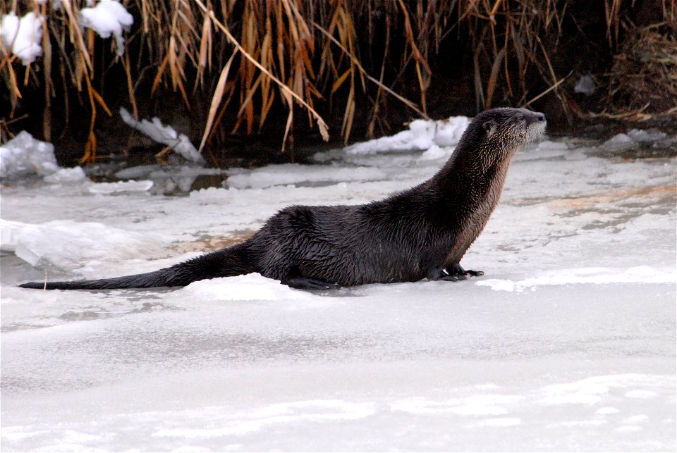 River Otter in Winter