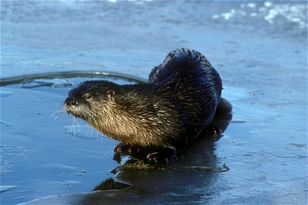 River Otter on Lower Klamath Refuge
