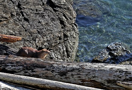A river otter makes a catch in the San Juan Islands, March, 2015.
More info on the BLM national monument: www.blm.gov/or/resources/recreation/sanjuans/
More photos from the islands: www.flickr.com/pho