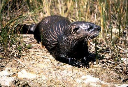 River Otter, NPSPhoto