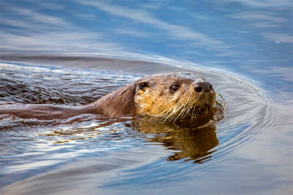River otter, Swan Lake area
