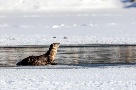 River otter, Yellowstone River