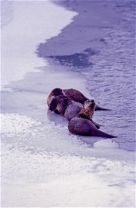 River otters on ice ledge, Lamar Valley