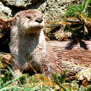 A North American River Otter (Lontra canadensis) wakes from a nap at the 

Grandfather Mountain Animal Habitat.Photo taken with a Panasonic Lumix DMC-FZ50 in Avery County, NC, USA. Ejemplar de nutria 
