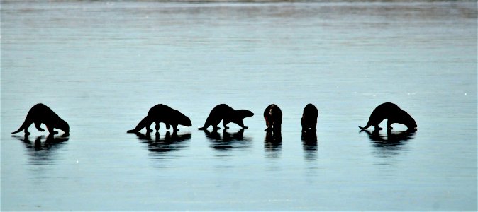 A family of river otters skates across the first ice at Seedskadee NWR. As the wetlands are being drawn down through the fall, river otters may frequent them more to find concentrations of crayfish. photo