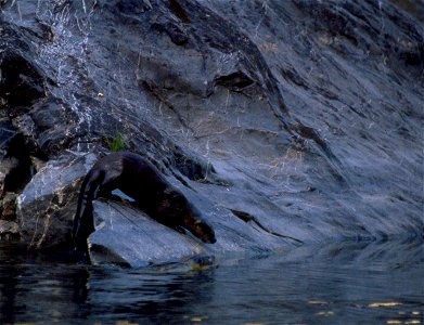 The Rogue River is a spectacular wildlife viewing area. Opportunities abound to see bald eagles, golden eagles, ospreys, great blue herons, Canada geese, and a variety of ducks. You may see the speedy photo