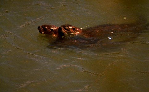The Rogue River is a spectacular wildlife viewing area. Opportunities abound to see bald eagles, golden eagles, ospreys, great blue herons, Canada geese, and a variety of ducks. You may see the speedy