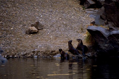 The Rogue River is a spectacular wildlife viewing area. Opportunities abound to see bald eagles, golden eagles, ospreys, great blue herons, Canada geese, and a variety of ducks. You may see the speedy photo