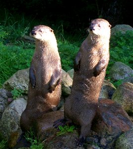 Fingal and Sula, Canadian River Otters, Oban.