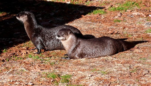 North American River Otter (Lontra canadensis) photo