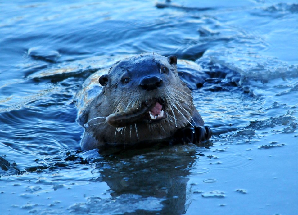 What did you have for your Thanksgiving meal?  This northern river otter was feasting on white suckers at Seedskadee NWR.  Photo: Tom Koerner/USFWS