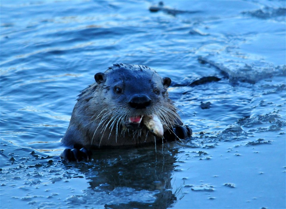 What did you have for your Thanksgiving meal? This northern river otter was feasting on white suckers at Seedskadee NWR.

Photo: Tom Koerner/USFWS