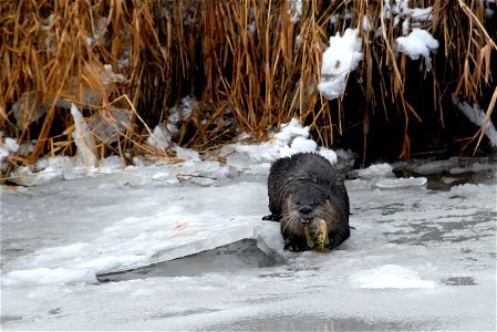 River Otter Feeding in Winter