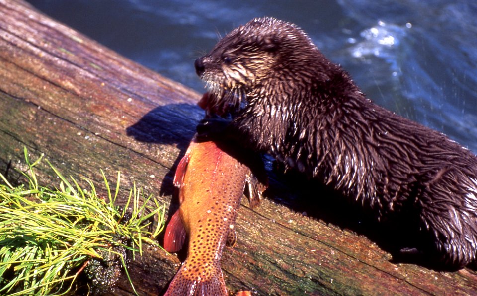 River Otter with Cutthroat Trout, Trout Lake, Yellowstone National Park