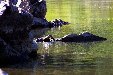 The Rogue River is a spectacular wildlife viewing area. Opportunities abound to see bald eagles, golden eagles, ospreys, great blue herons, Canada geese, and a variety of ducks. You may see the speedy photo