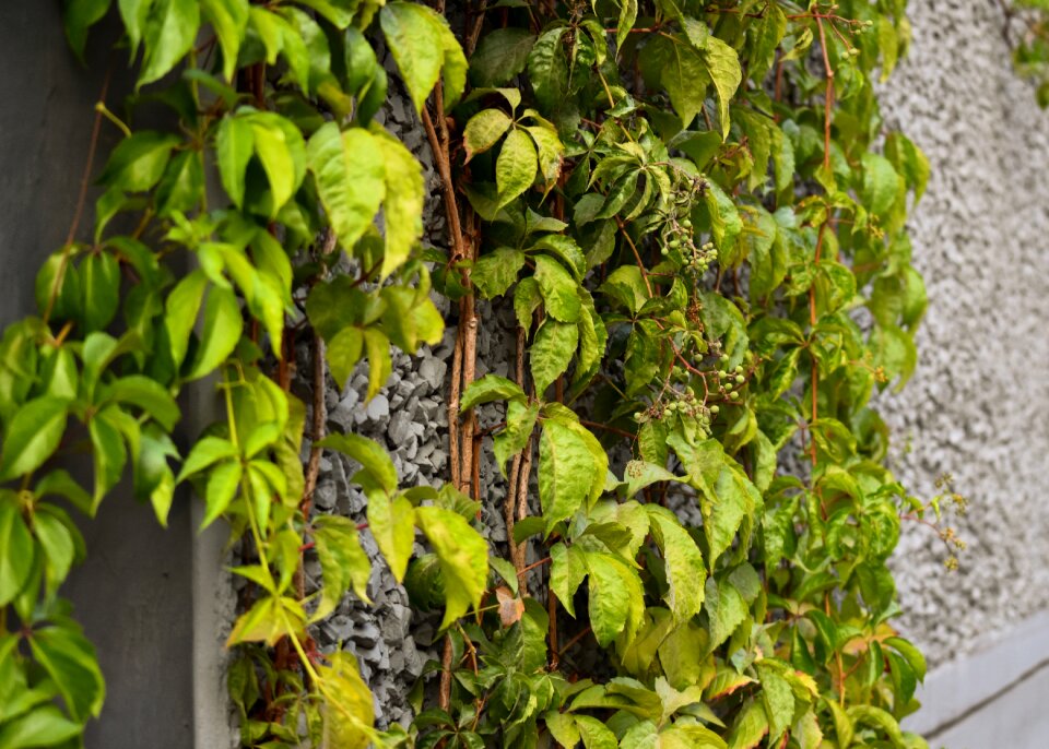 Building city green